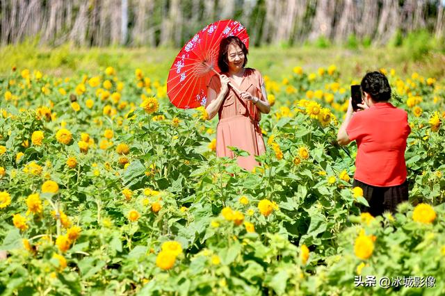 来松花江畔 观赏美丽的向日葵花海