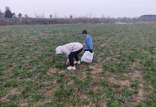 西安咸阳挖荠菜天花板！随便挖不踩麦，带娃看飞机爽翻！