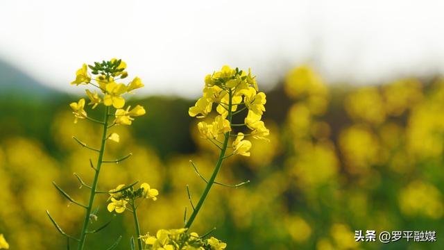 罗平：油菜花梯次绽放 向人们发出春天的邀请