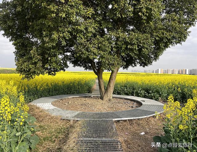 成都城区最大的油菜花田，2000亩铺天盖地般壮美，视觉非常震撼！