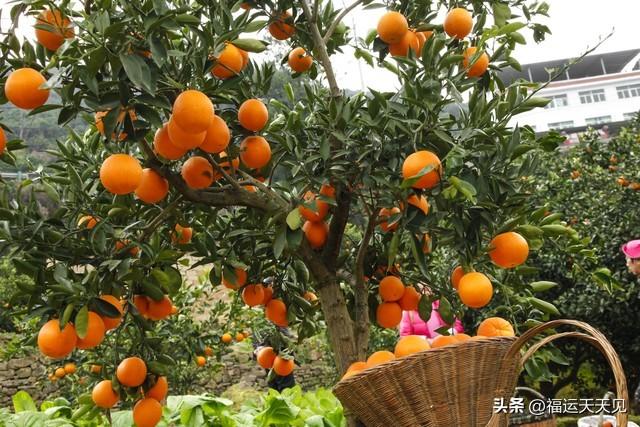 人们，为什么把九月，叫做金秋？