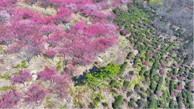 花果山景区：梅花绽放春意浓 踏青赏景正当时