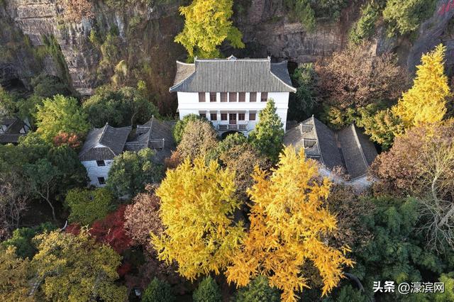 狼山景区赏秋正当时 金色银杏装点诗意山林