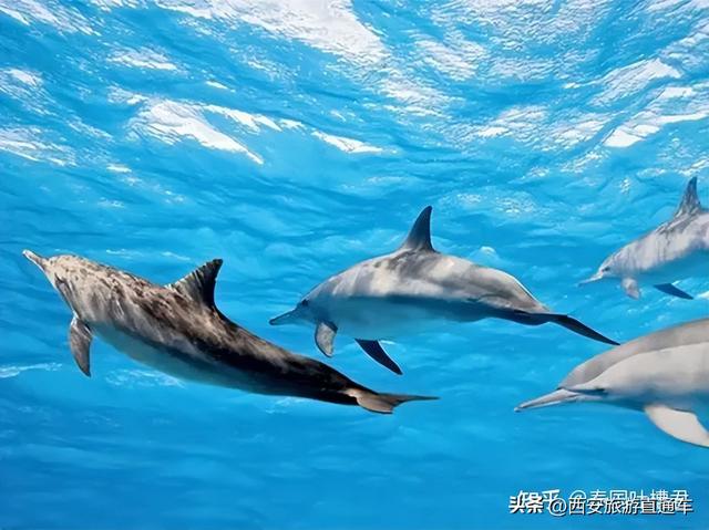普吉岛跳岛游保姆级攻略，一篇让你丢掉选择恐惧症！