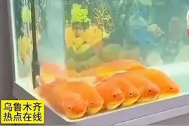 突然理解了鲤鱼听菩萨讲经能成灵感大王了，还是吴承恩有生活啊。图片