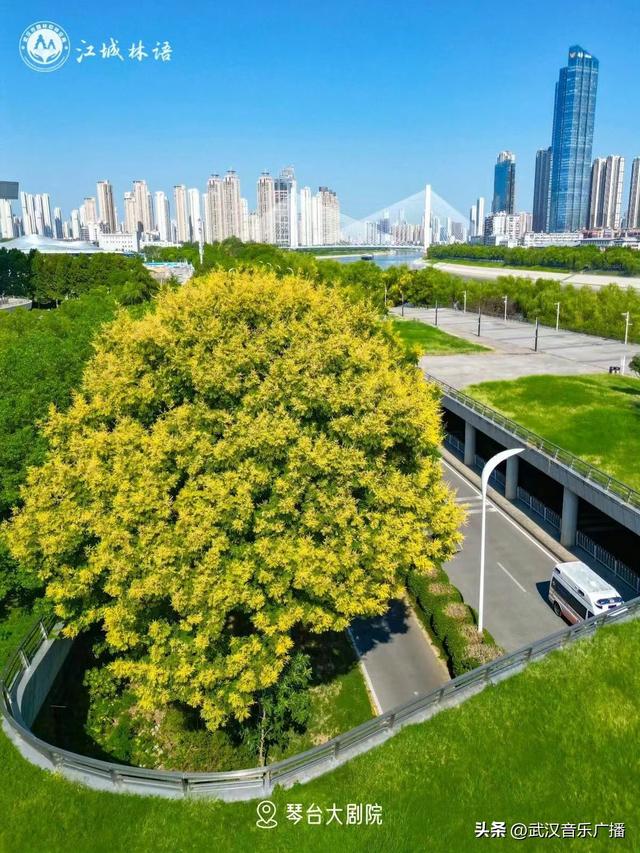 花海上新，武汉限定秋景约你散步！
