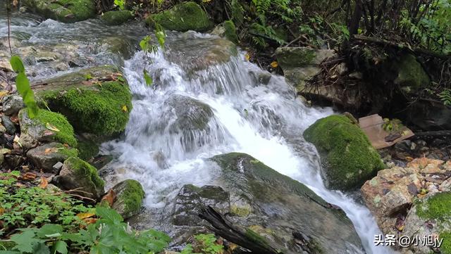 来呀，去白云山看金莲花，辽阳县大黑山风景区境内的白云山