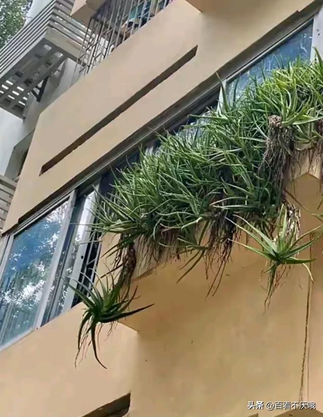 山东一男子晒离家5年的芦荟，枝繁叶茂惊呆众人，网友:成精了