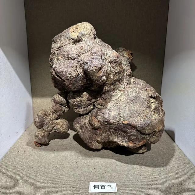 走，去中医药博物馆看玛瑙（说笑了~）