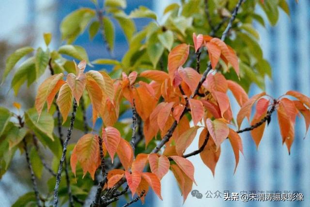 陕西渭南：人和公园亭台楼阁 秋色宜人 风光无限好