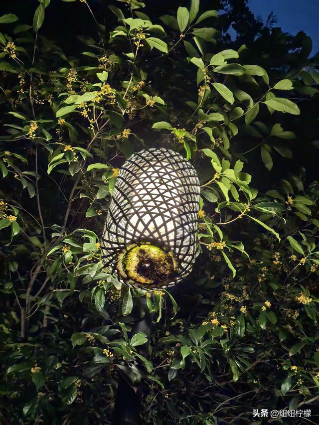 桂香袭来，在秀湖公园闻花香，读一读杜甫的诗，在亲水步道走一走