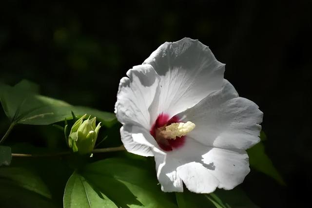 鹿泉：夏日雨后，公园里藏不住的花语