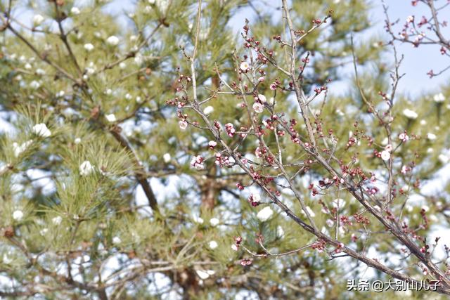 西流湖公园：傲雪寒梅俏枝头雪景如画醉游人