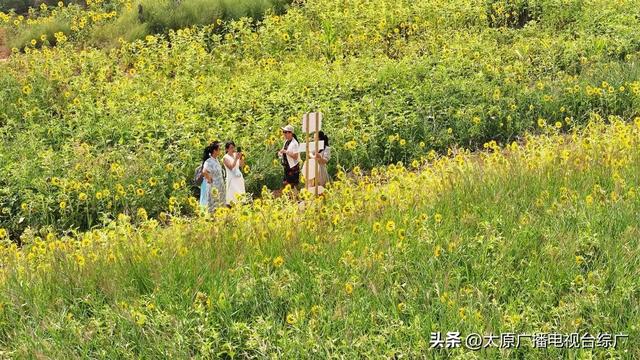 闯入油画世界！万柏林百亩向日葵花海爆红