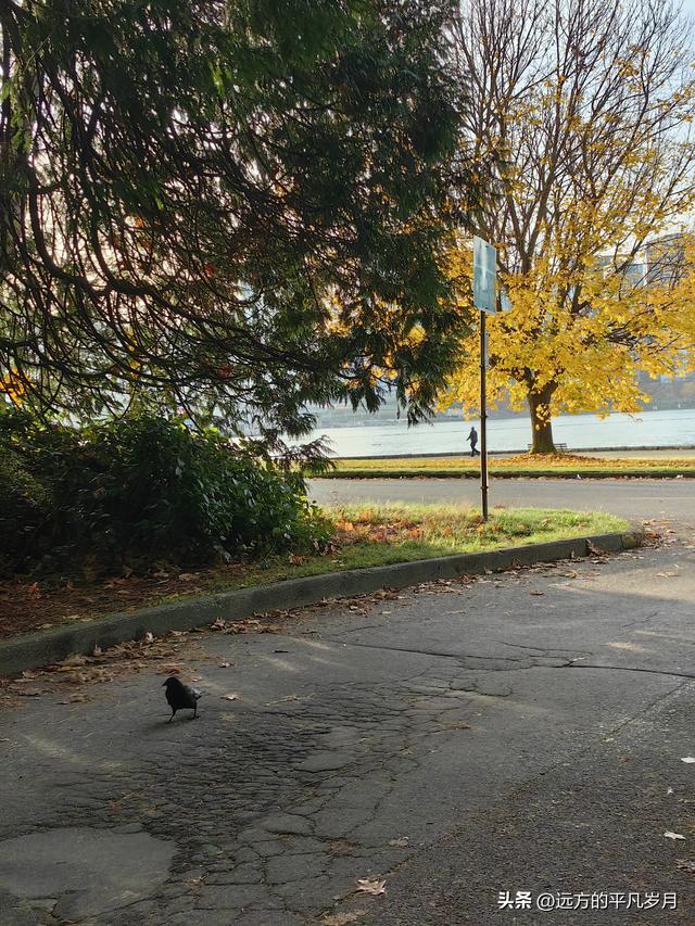 温哥华游记（四）