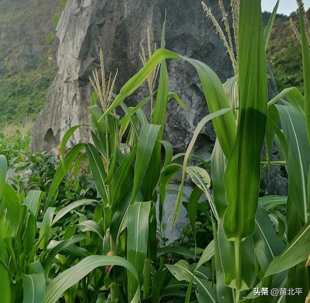 广西南宁市隆安县二级公路边的古文物，明朝知县姚居易酒后的佳作