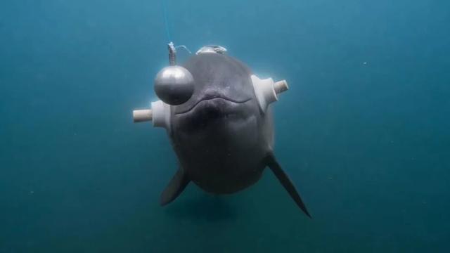 迄今世界第一大蛛网：106平米	，11万只蜘蛛的家