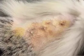 狗皮肤病不是啥难事！在家也能治好图片