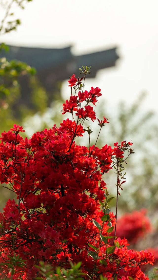 观音湖梅樱盛放！承包你的赏花浪漫