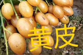 这12种南方水果，99%的北方人没吃过图片