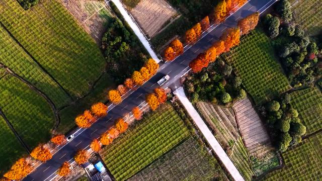 桂林临桂区：水杉着“红妆”扮靓公路