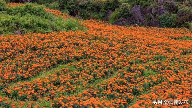 云南万寿菊花海如地毯铺满山峦