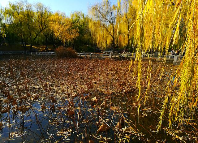 狂风散尽现碧空 北京市民陶然亭公园共赴“大风蓝”之约