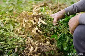 花生的种植时间和方法图片