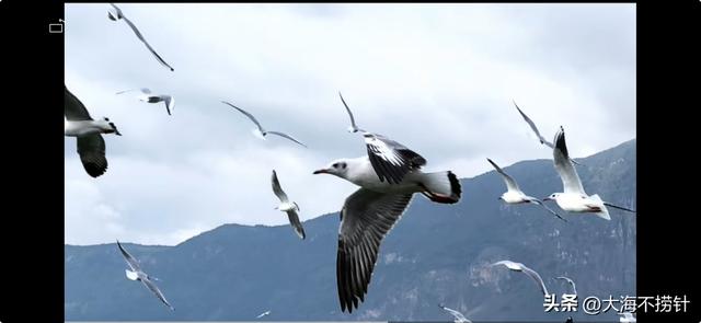 云南行·记·昆明篇D5昆明游最后一站，打卡滇池，与红嘴鸥悠然相遇