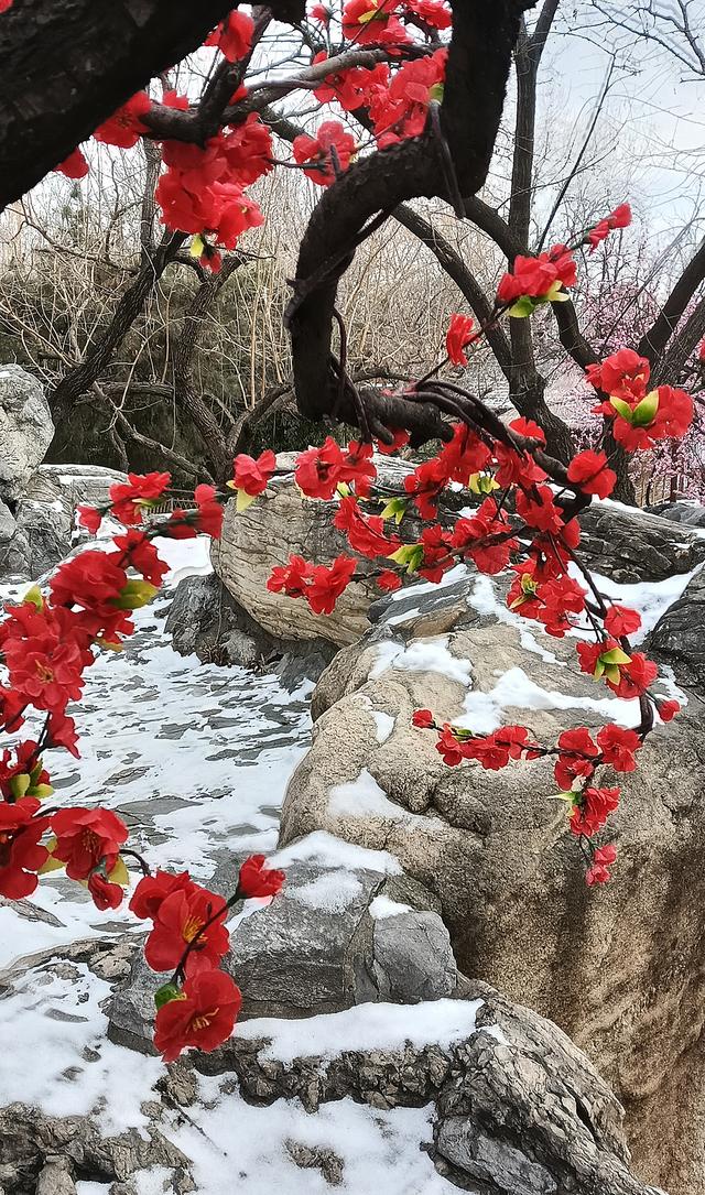 北京大观园“梅花”提早绽放 古风新春景致惊艳亮相