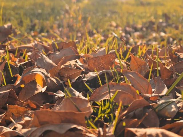 发现丰台之美 | 满目鎏金，层林尽染！南森美如画——