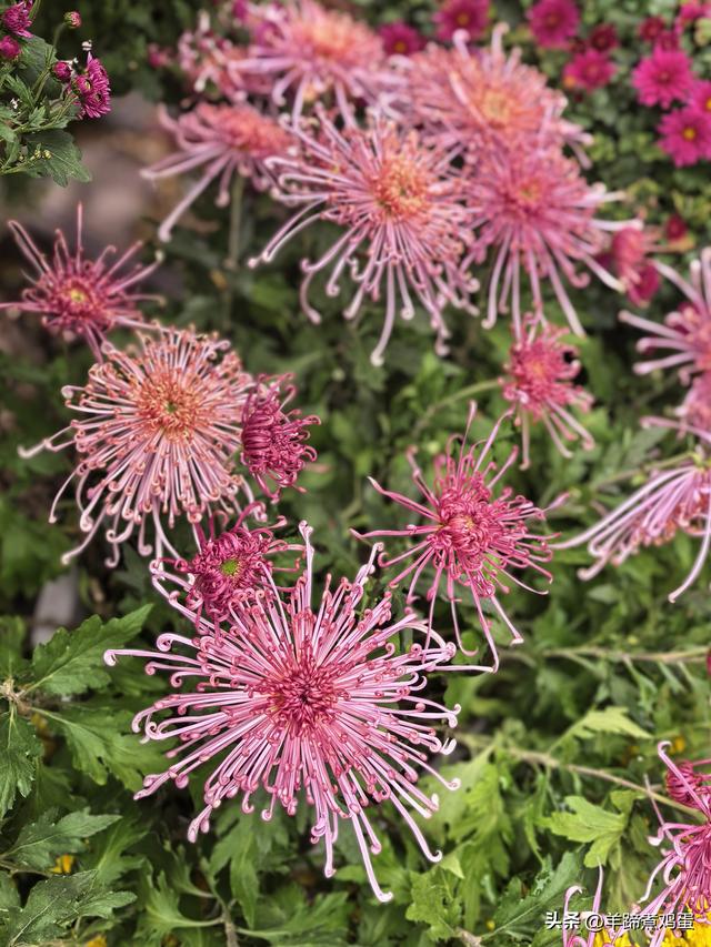 秋风独宠一园菊，晚来香艳出樊篱——北京北海公园2025年菊花展