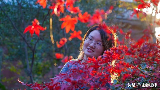 【每日一景】“枫”景这边独好 中山植物园红枫岗