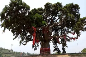 南阳方言小说：少将骂别廷芳 就你这个熊样 还踩过委员长的地毯？图片