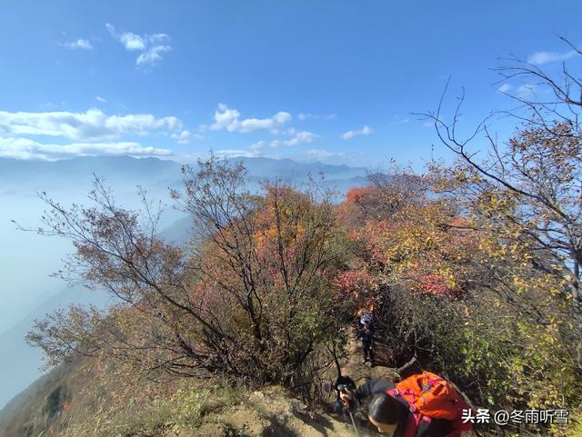 又见山山红叶飞