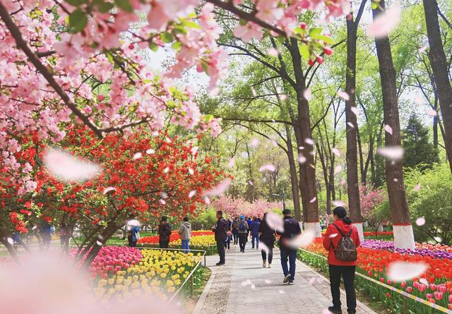 兰州植物园玉兰开疯了！4月必去，错过等一年