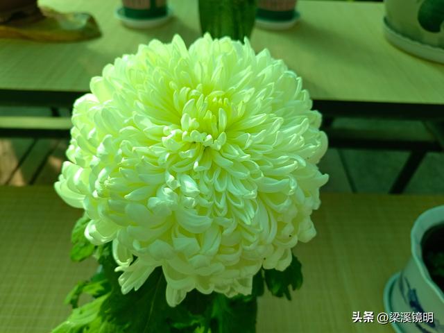 “中山秋韵，菊映盛世”，赏菊南京中山植物园（上）