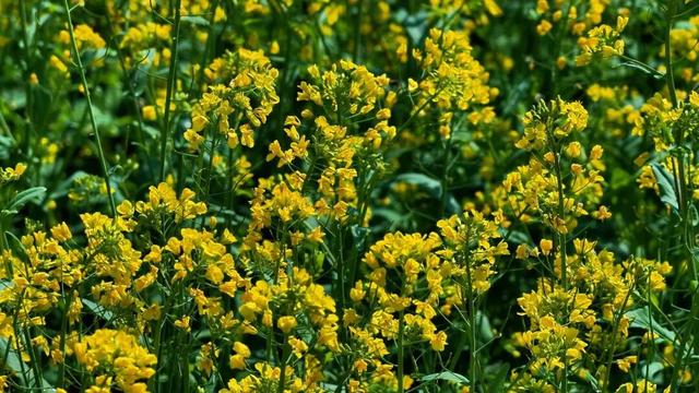 超级出片！福清这里有金色花海！