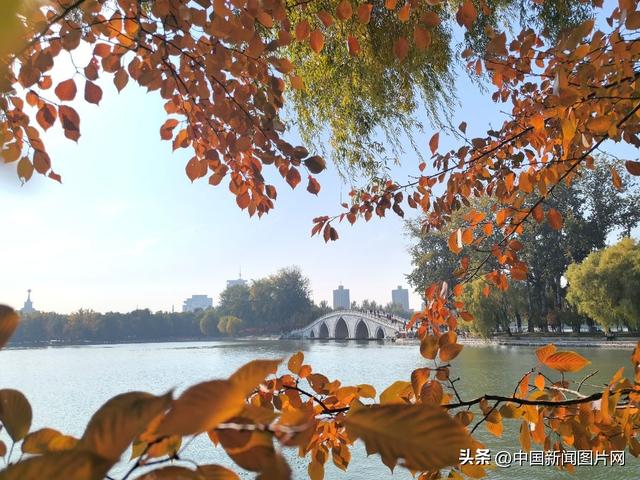 秋色正当时 玉渊潭公园推出四大网红打卡点