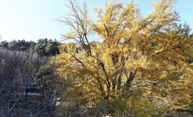 绚烂！千山木鱼庵古银杏黄了