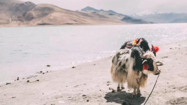 西藏有好几个“年”，冬天来西藏过年太值了！