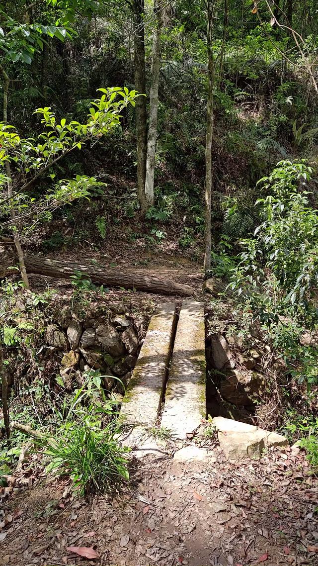 客天下与泮坑之间，登山古道旁一树多胎的诡异现象，期待专家解密