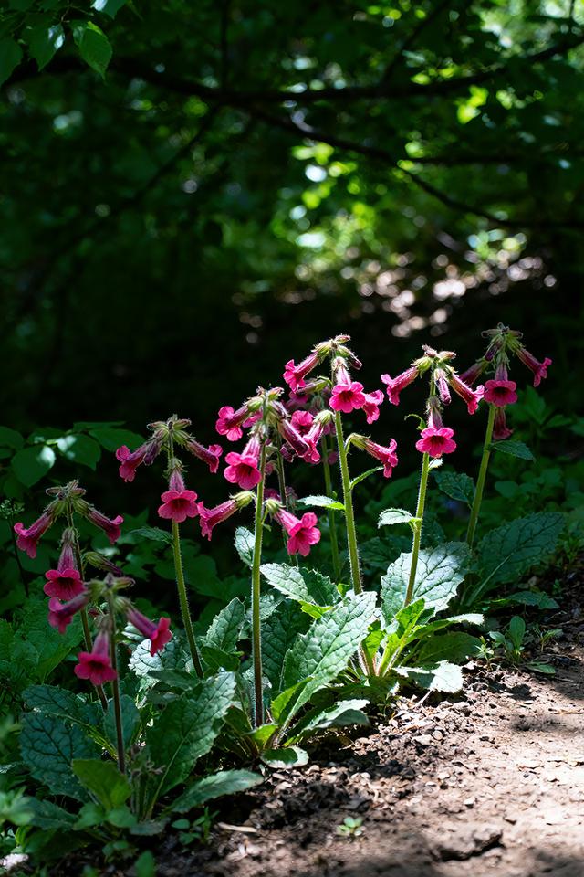 丝丝春意，抹去缕缕寒意，春天美景分享，太治愈了！