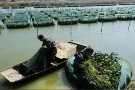 你绝对想不到的水池黄鳝养殖，两百条鳝鱼苗四个月后神秘变身。图片