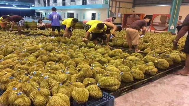 失去中国市场后，大量水果烂地里卖不出去，如今开始后悔得罪中国