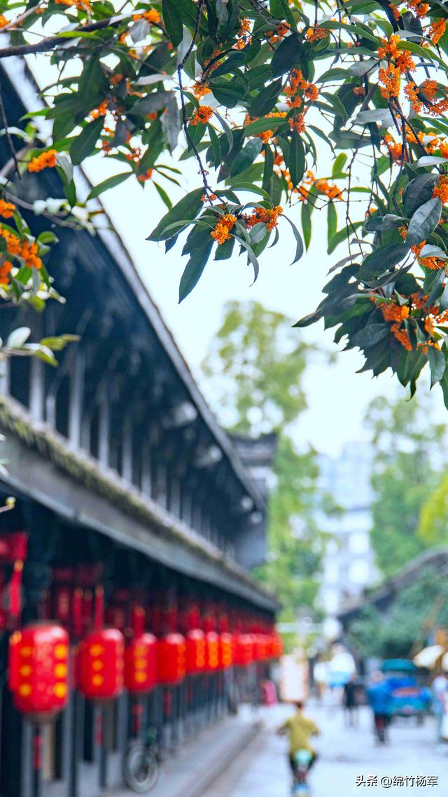 剑南老街桂花香