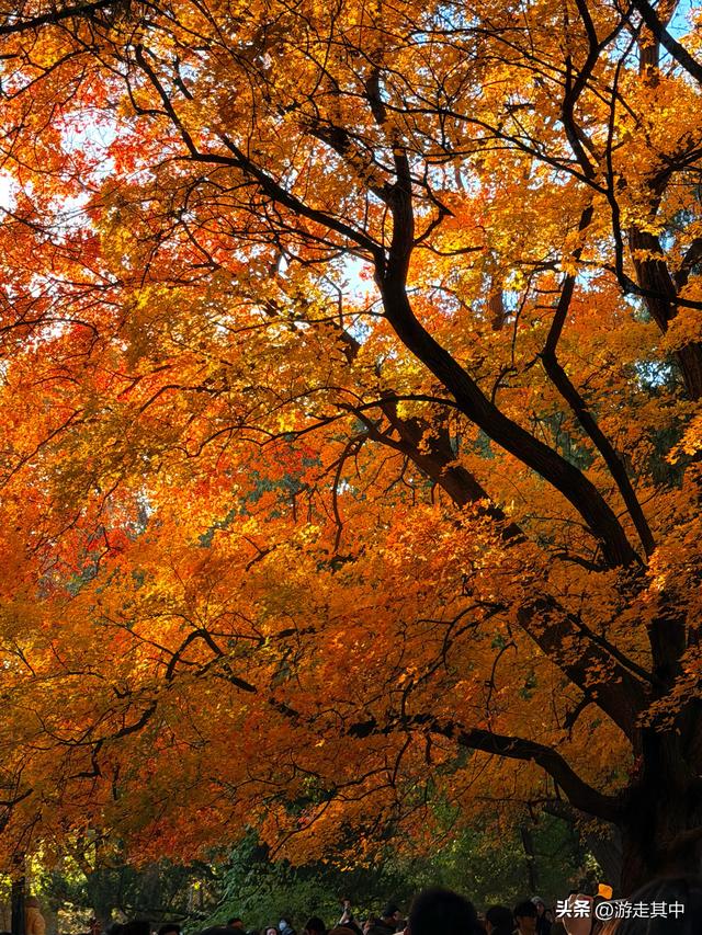 11月9日实拍！没人说地坛红叶这么好看啊…