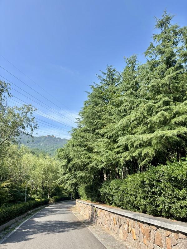 一座藏在青岛主城区内的森林氧吧