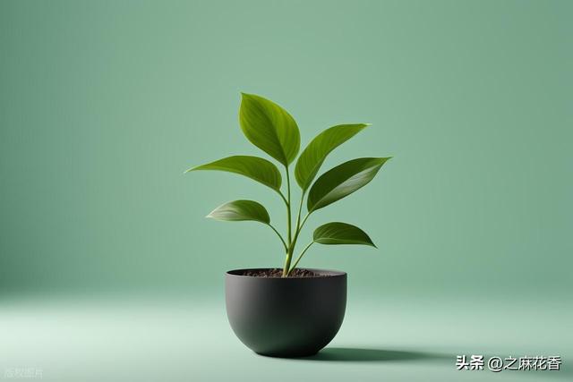 我的2025退休生活是这样过的