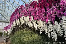 在繁花绿意中拥抱新春 石家庄市植物园花开锦绣迎客来图片